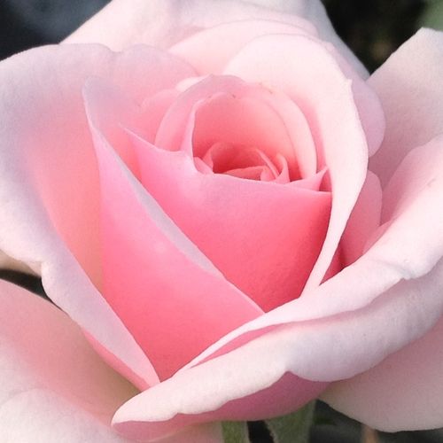 Online rózsa kertészet - parkrózsa - rózsaszín - Rosa Felberg's Rosa Druschki - közepesen intenzív illatú rózsa - Johannes Felberg-Leclerc - Jól növekvő erőteljes ágakat hoz, dekoratív, folyton nyíló virágokkal.